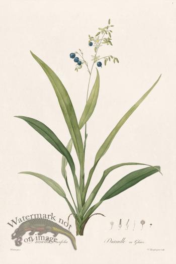 Les Liliacees Redoute 001